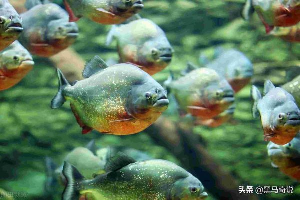 亚马逊河十大恐怖生物，食人鱼竟排倒一