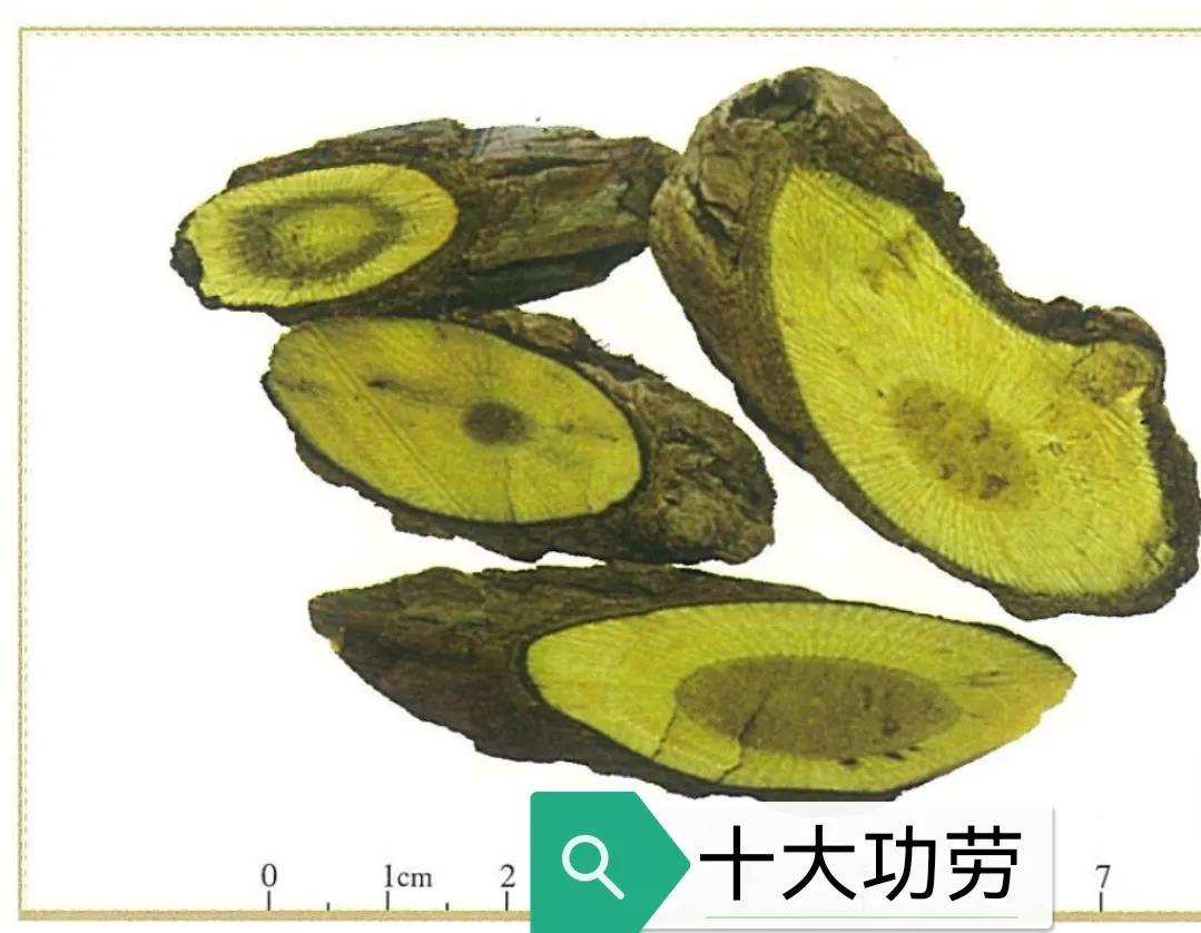 十大功劳是什么植物（附十大功劳作用盘点）