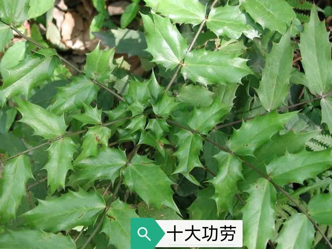 十大功劳是什么植物（附十大功劳作用盘点）