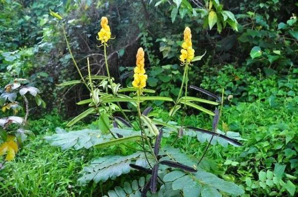 世界十大最危险植物，会致命的10大危险植物