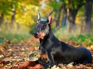 十大聪明犬排名（狗狗智商排行榜前十名）