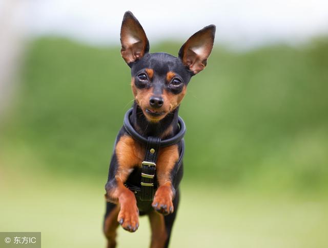 十大最萌的小型犬（10种又小又超可爱的狗狗）