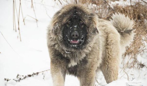 世界十大猛犬排名（10种战斗力爆表的狗狗）