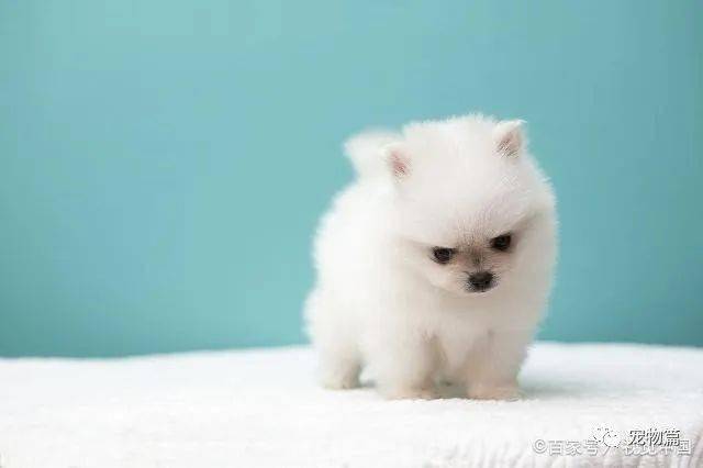 十大最萌的小型犬，非常适合家养的10种小型犬