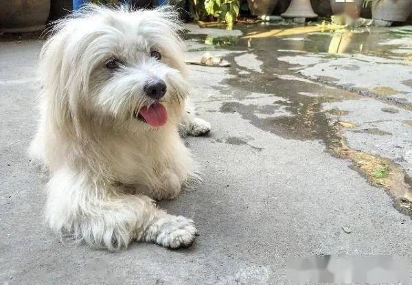 十大最萌的小型犬，非常适合家养的10种小型犬