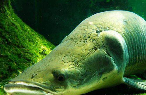 世界十大凶猛淡水鱼排名，还有鱼比鳄雀鳝更凶猛