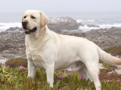 十大聪明犬排名（狗狗智商排行榜前十名）