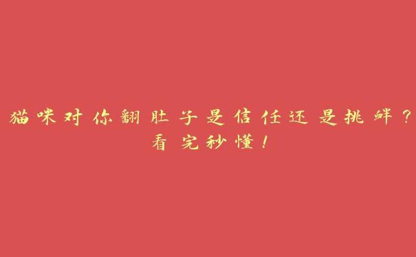 猫咪对你翻肚子是信任还是挑衅？看完秒懂！