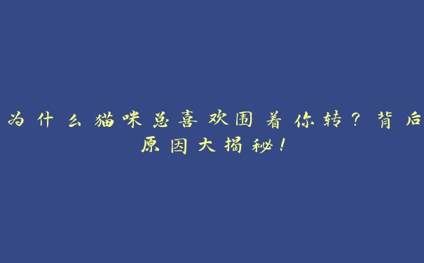 为什么猫咪总喜欢围着你转？背后原因大揭秘！